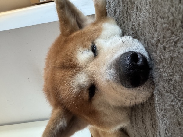 Foto di Kiba